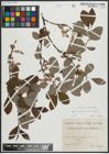 Foto von Salix appendiculata Vill. x Salix aurea Salisb.